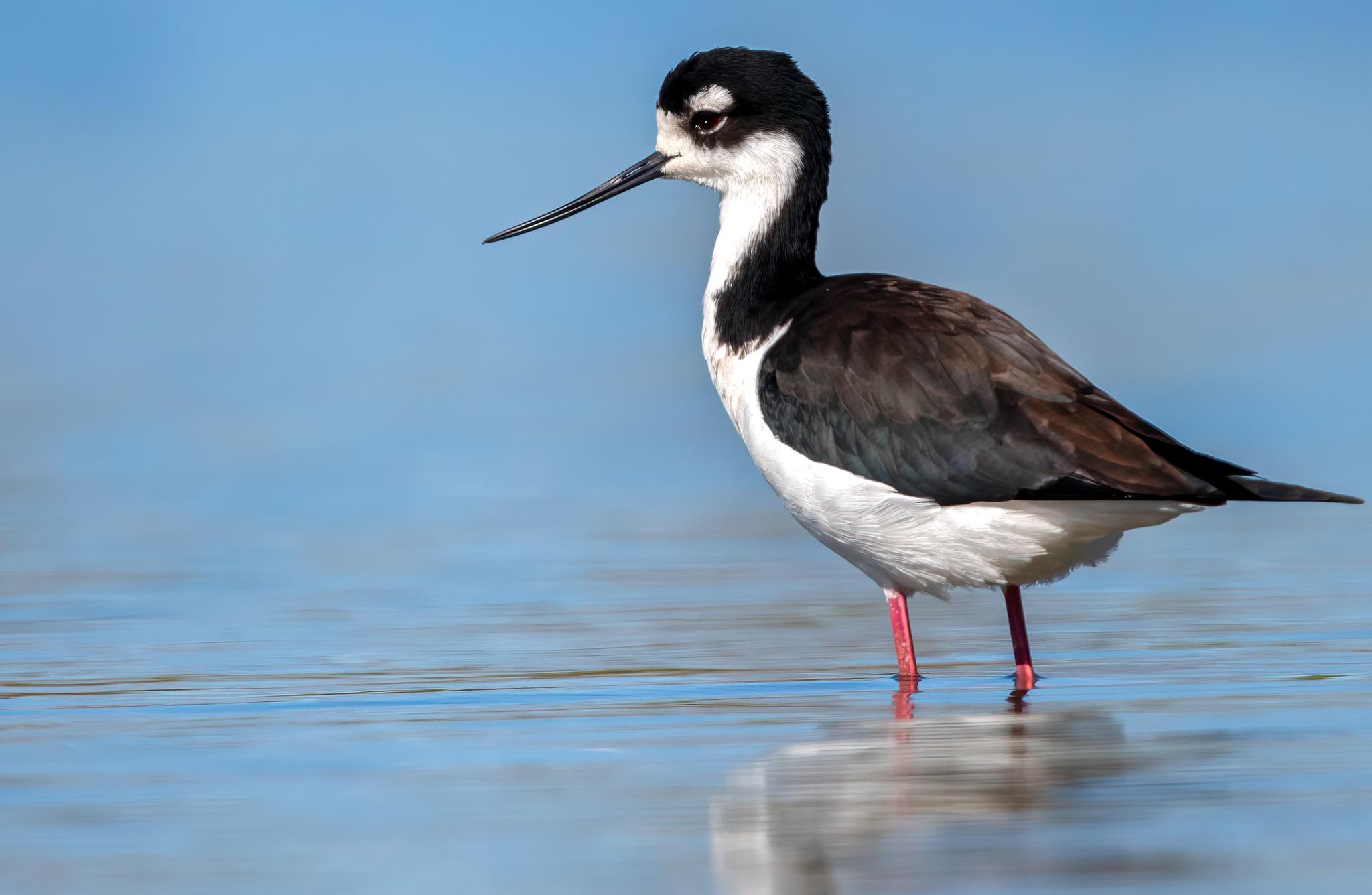 Black-necked Stilt