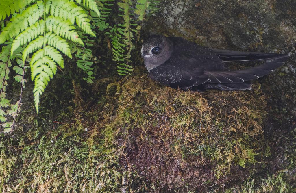 Black Swift