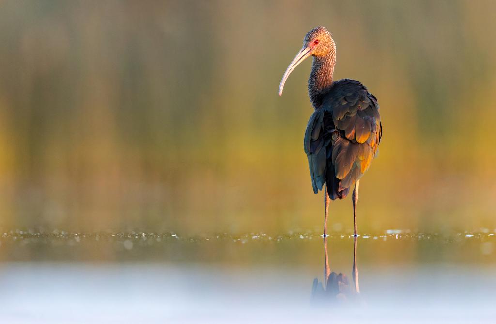 White-faced Ibis