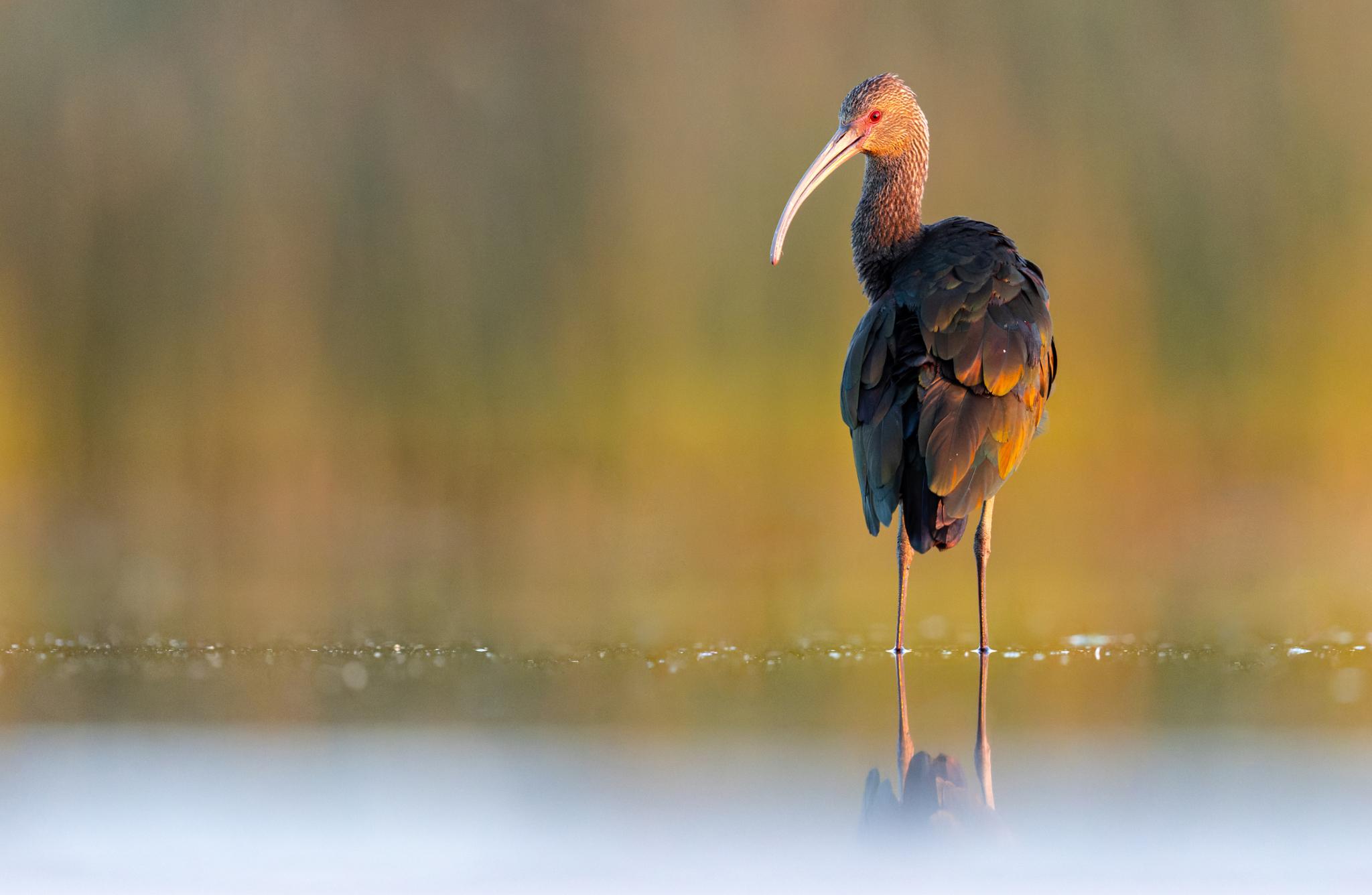 White-faced Ibis