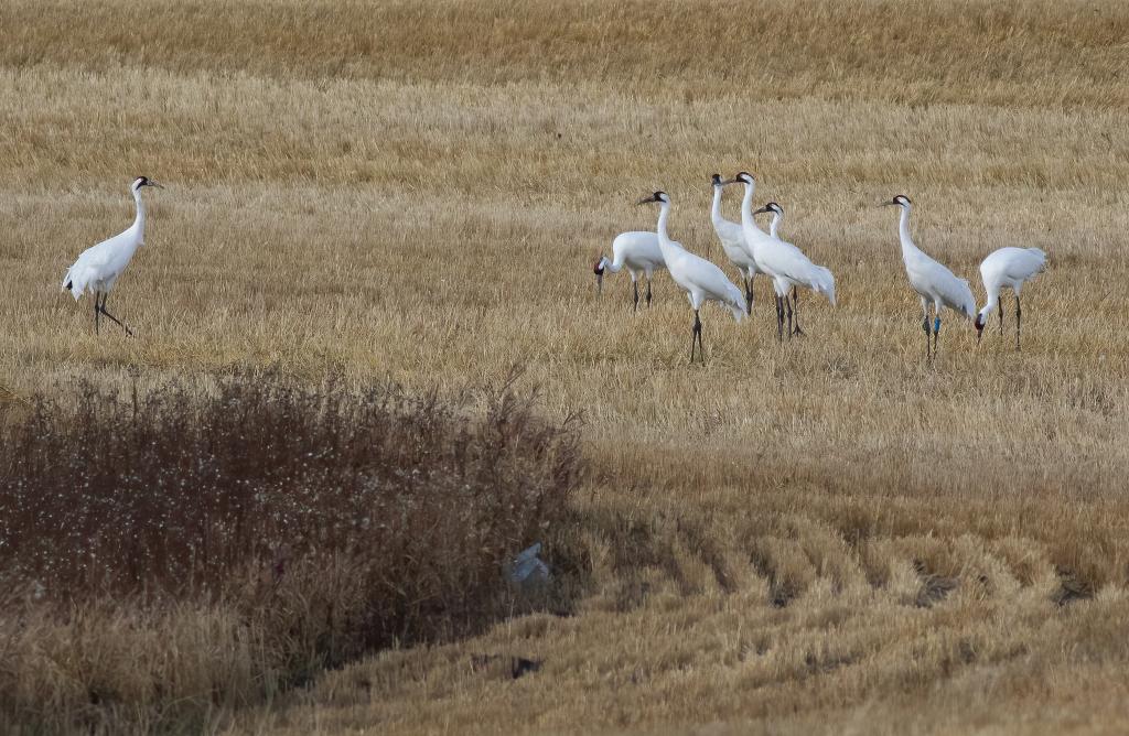 Whooping Crane