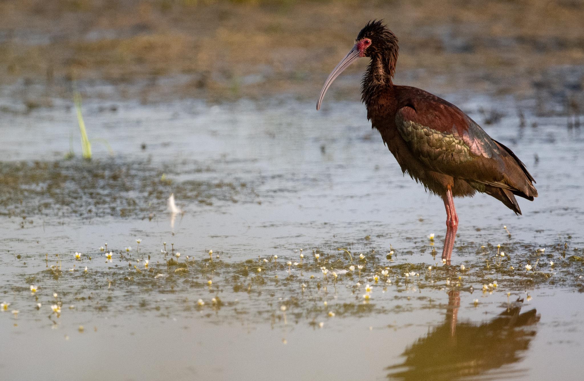 White-faced Ibis
