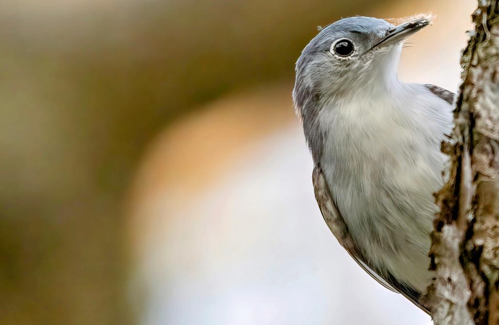 Blue-gray Gnatcatcher