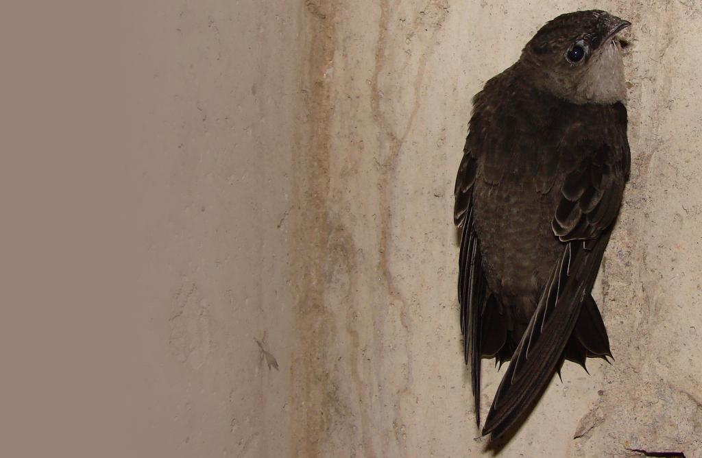 Chimney Swift