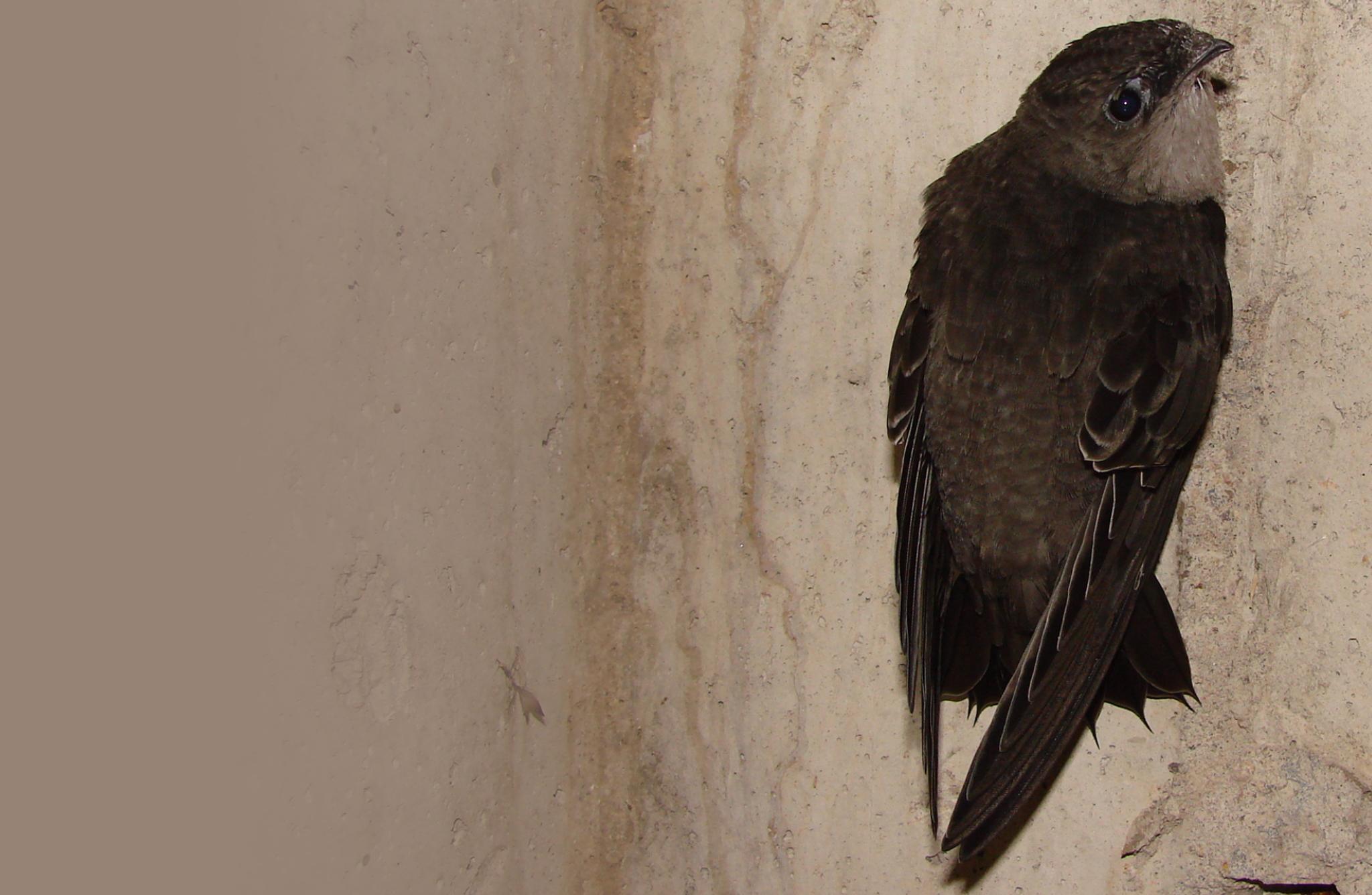 Chimney Swift
