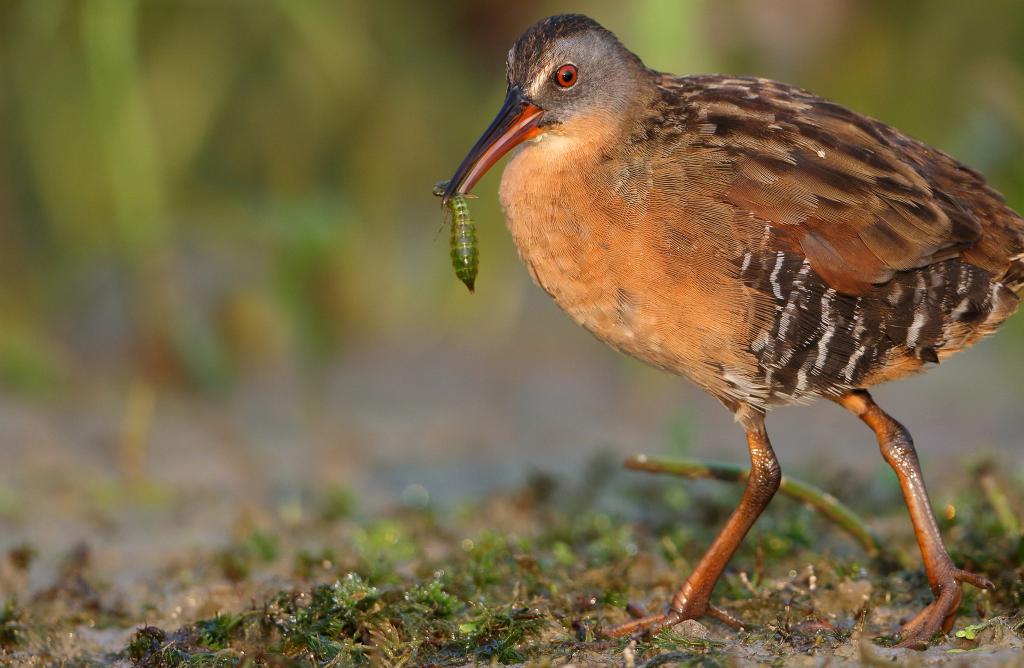 Virginia Rail