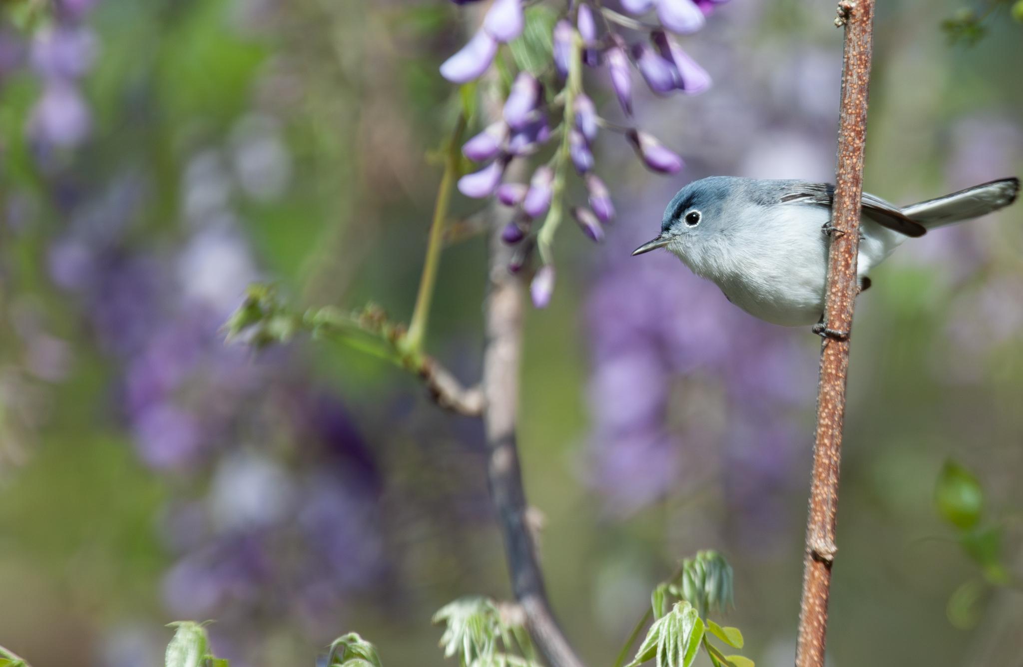Blue-gray Gnatcatcher