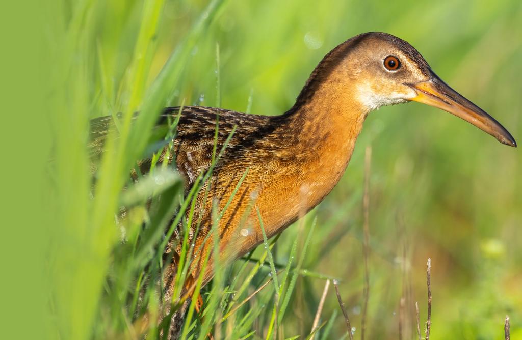 King Rail