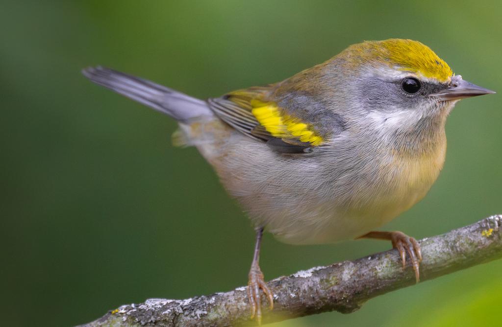 Golden-winged Warbler