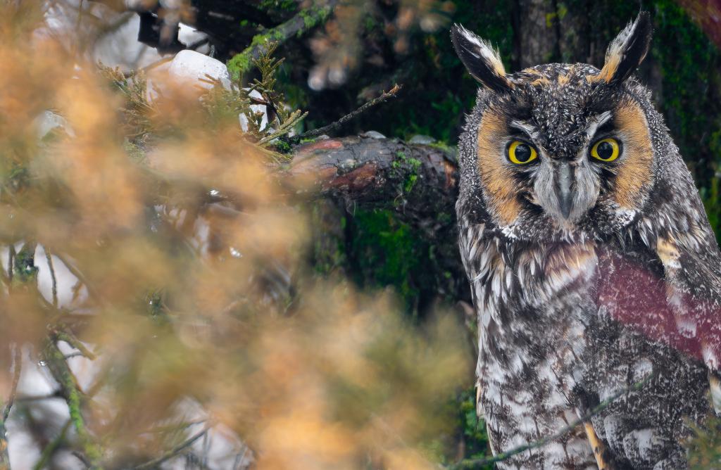 Long-eared Owl