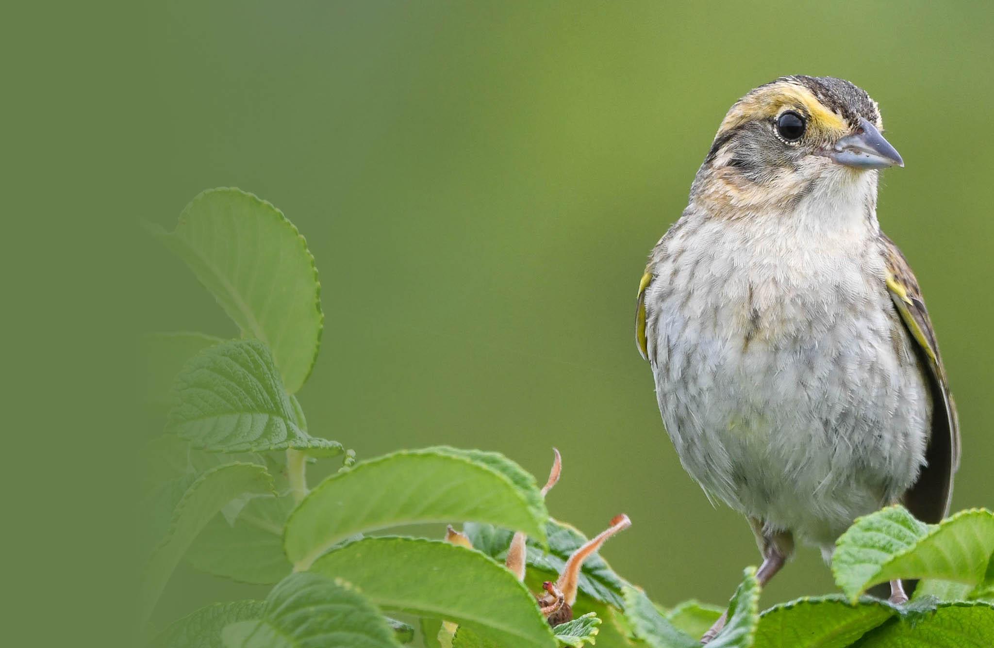 Nelson's Sparrow