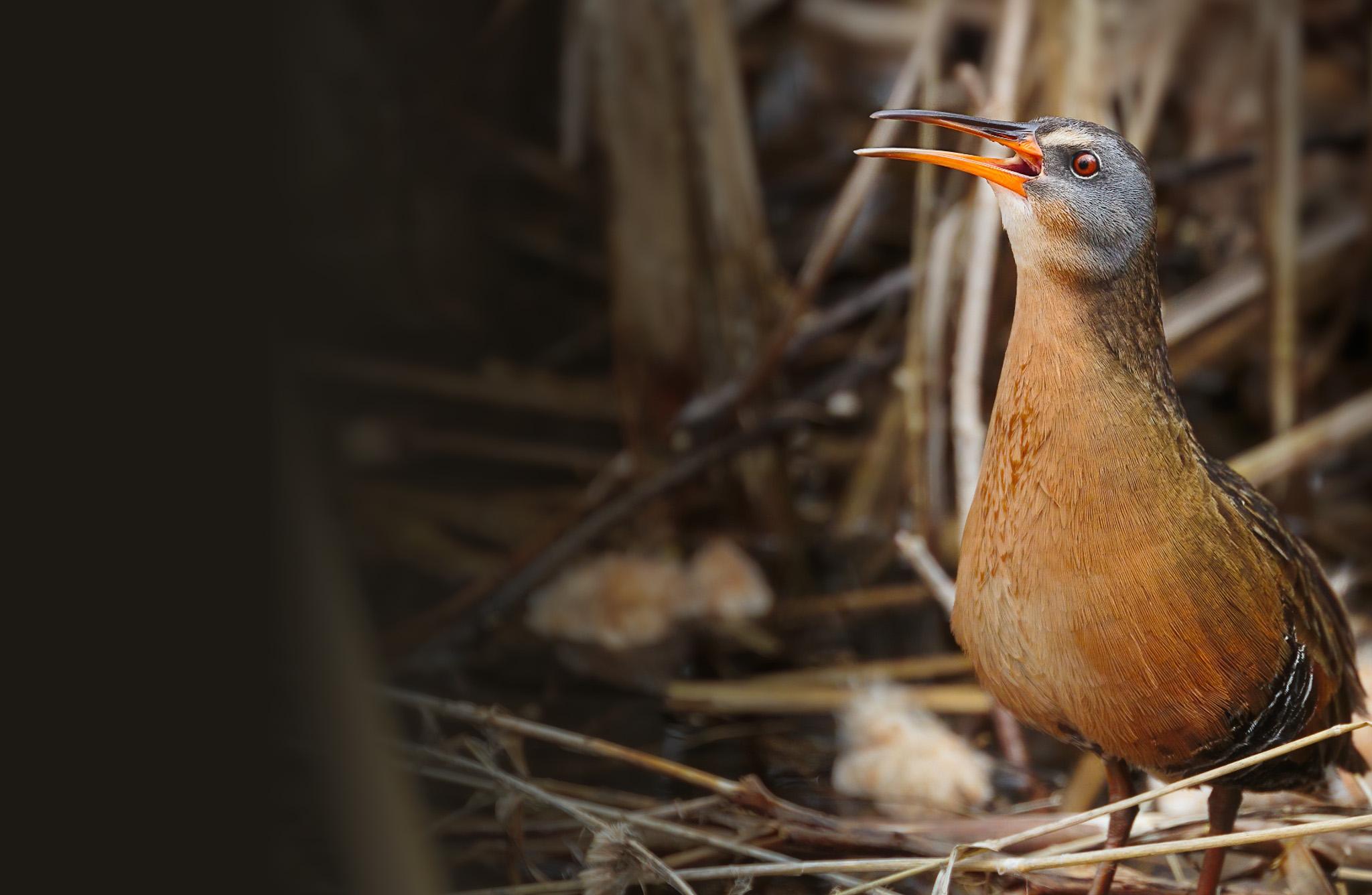 Virginia Rail