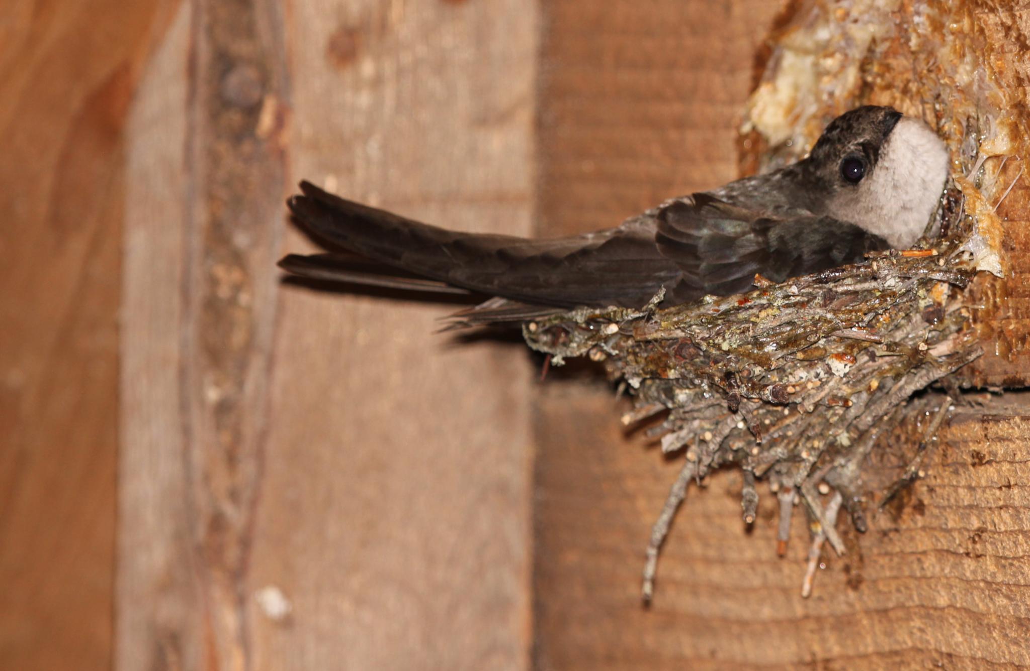 Chimney Swift