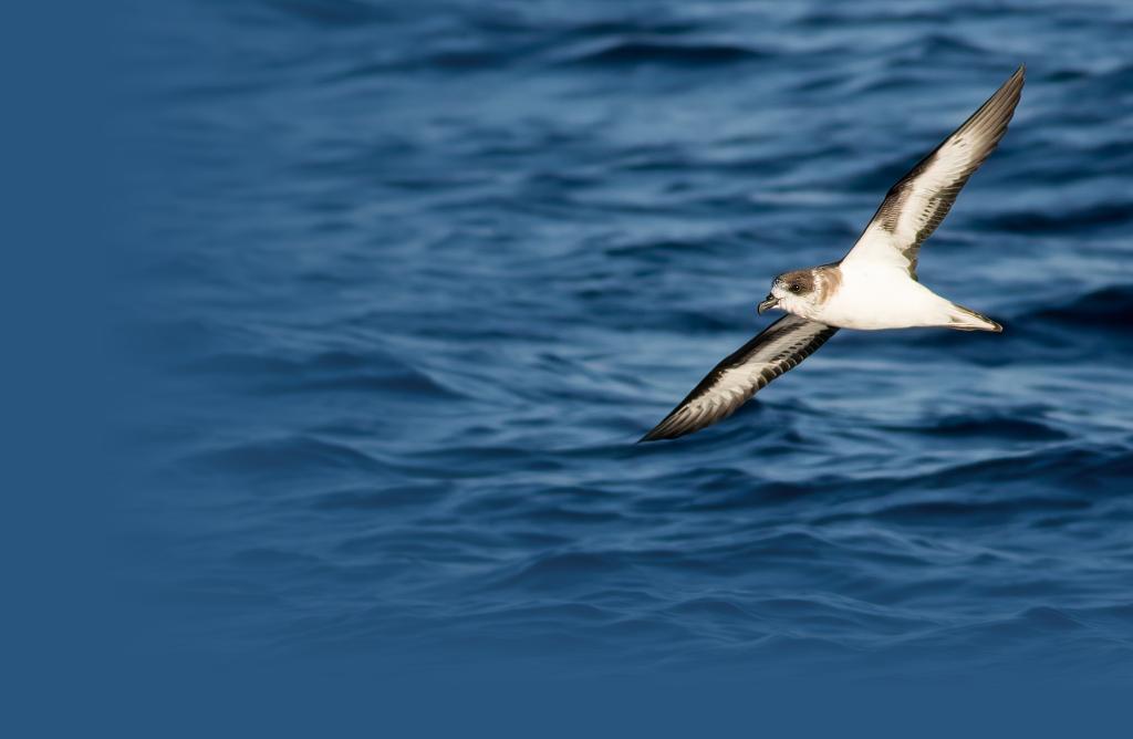 Bermuda Petrel