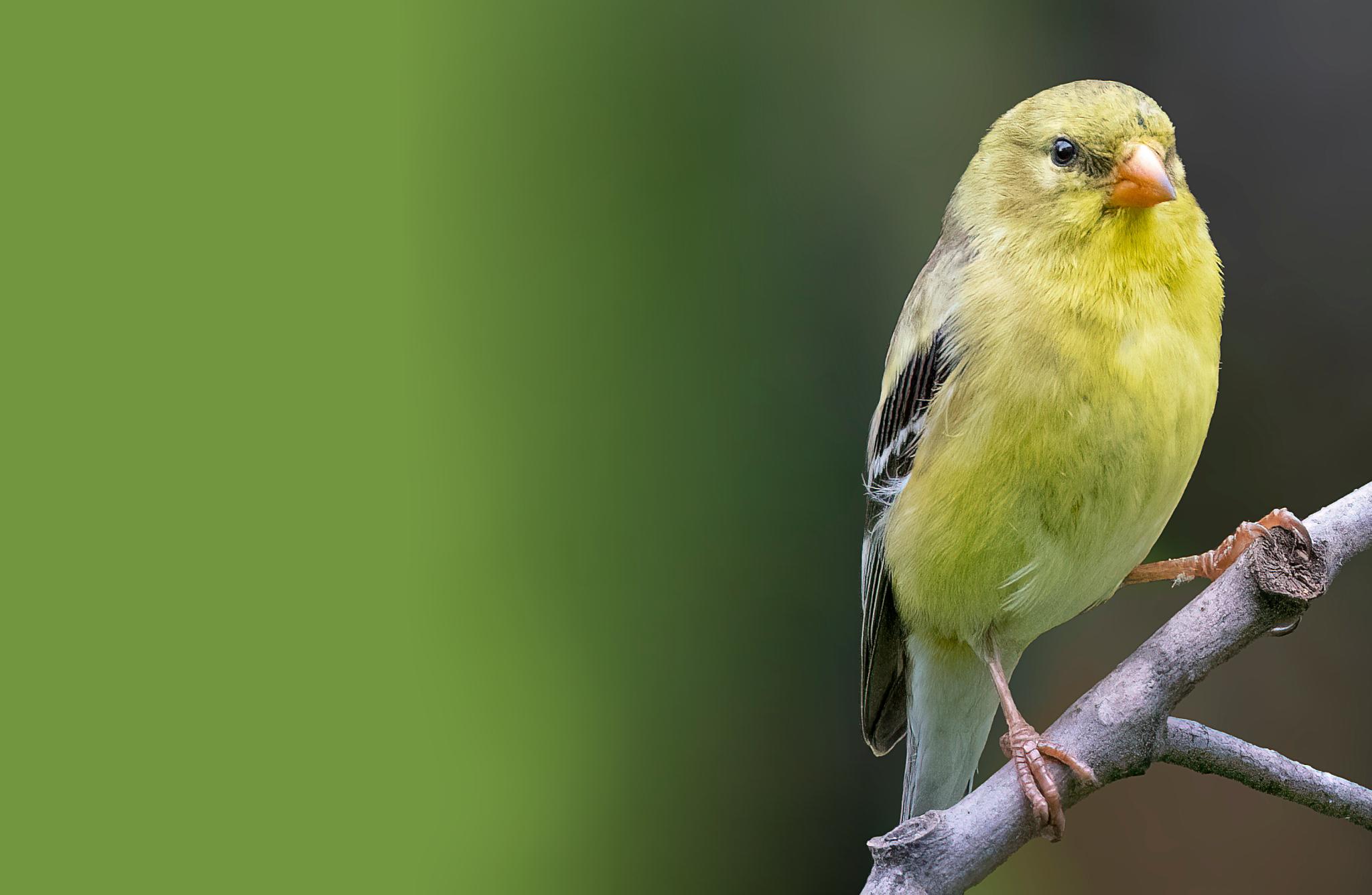 American Goldfinch