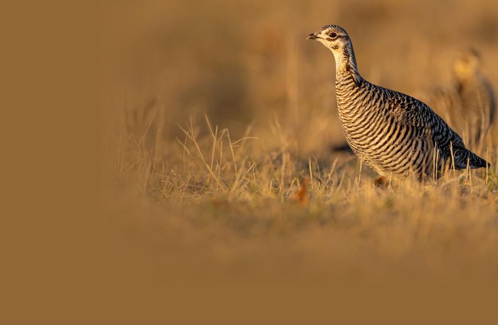 Greater Prairie-Chicken