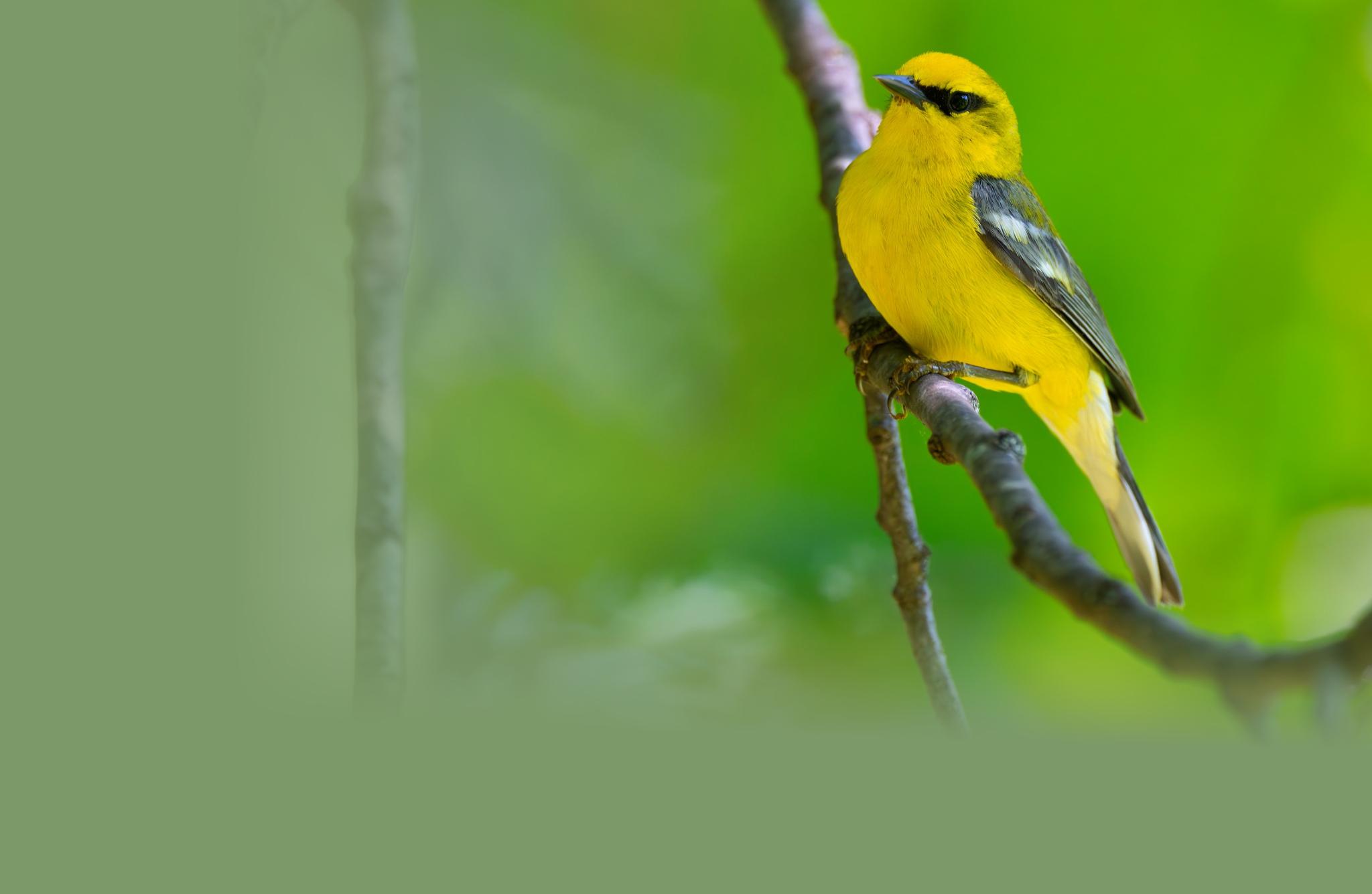 Blue-winged Warbler