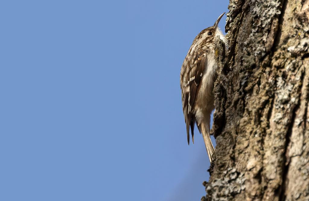 Brown Creeper