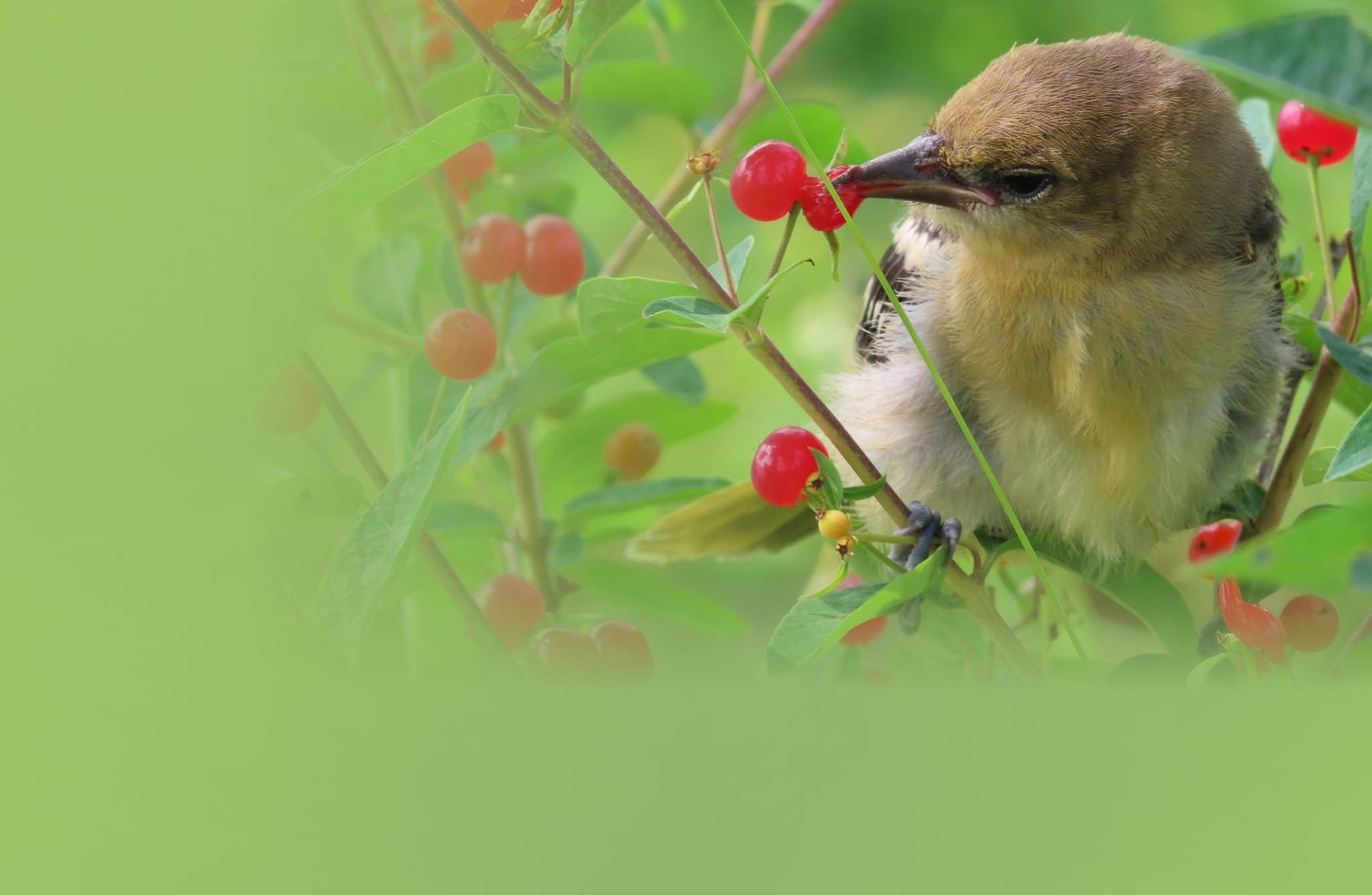 American Goldfinch