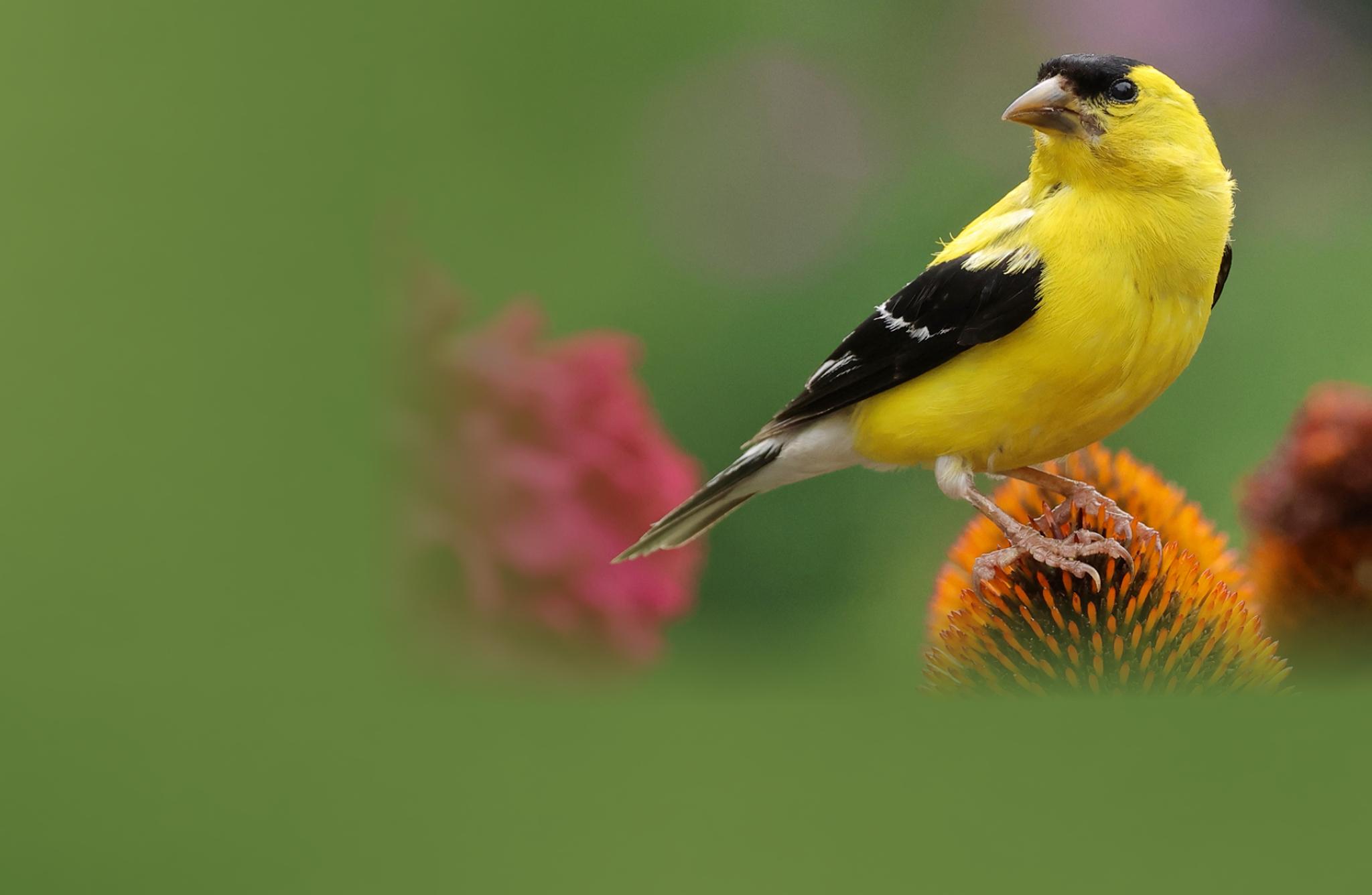 American Goldfinch