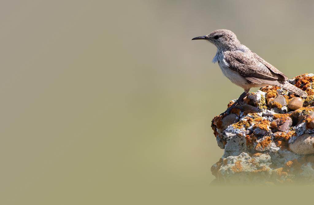 Rock Wren