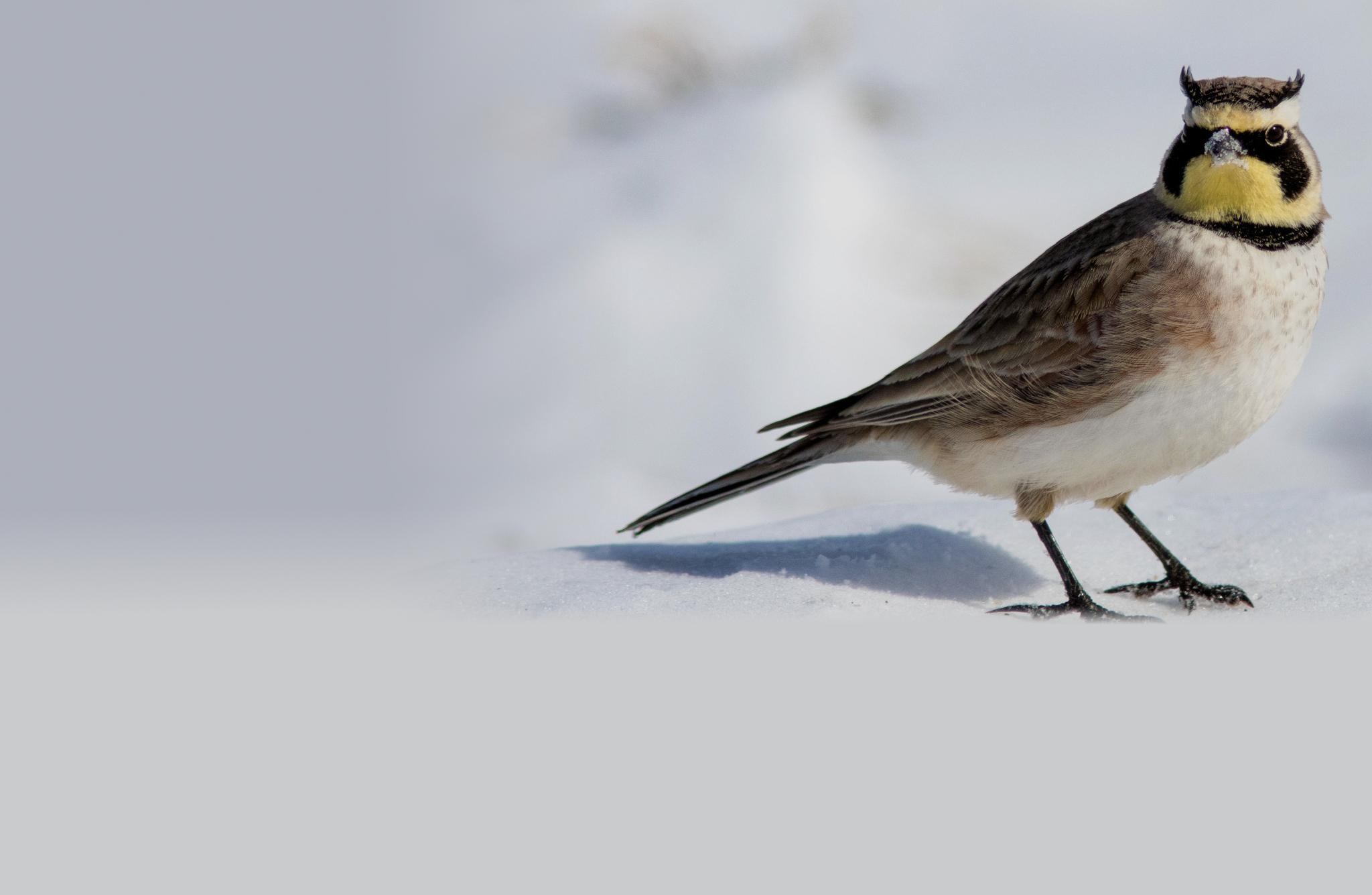Horned Lark
