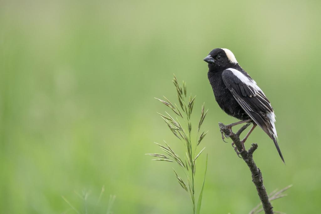 Bobolink