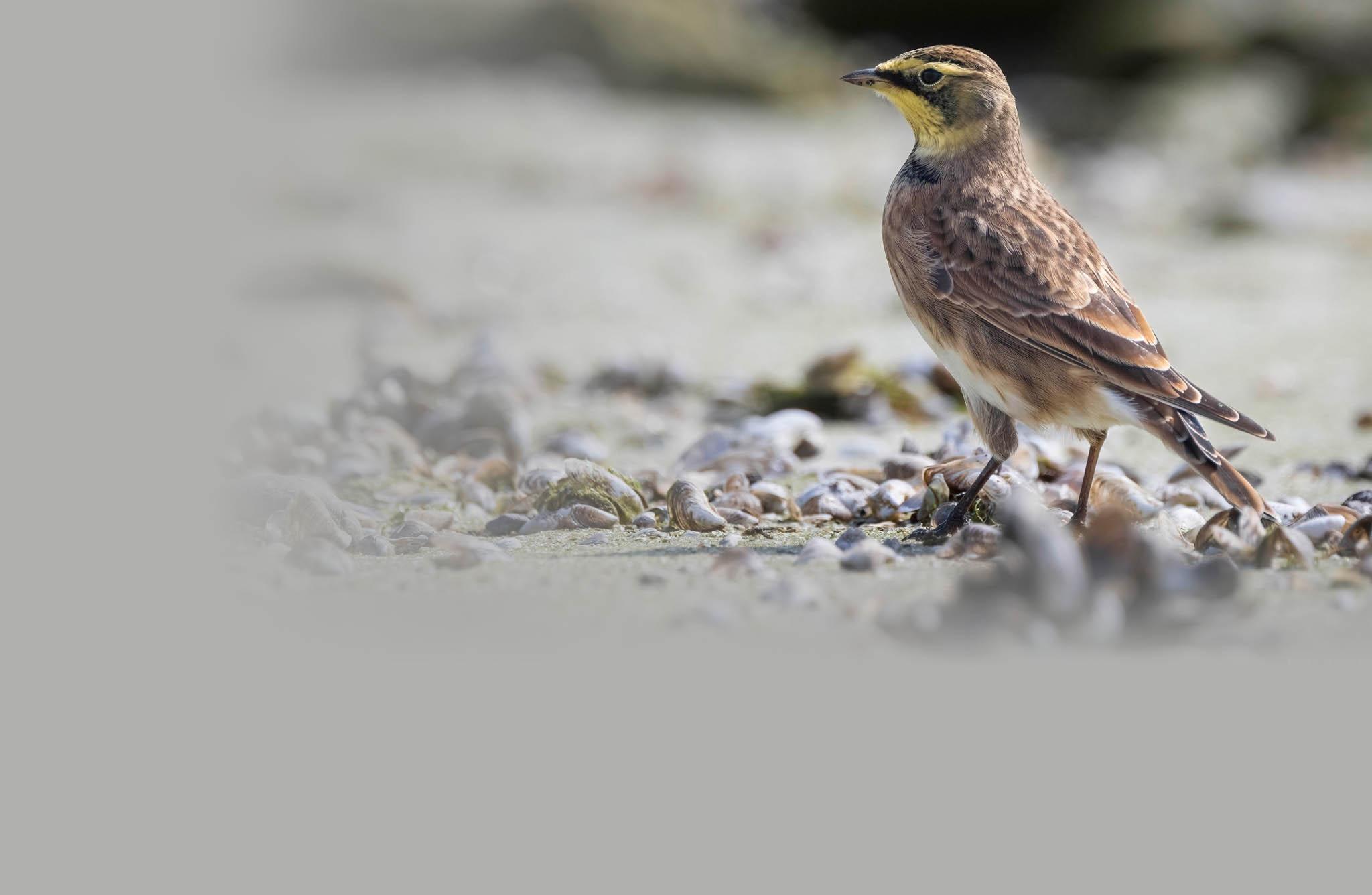 Horned Lark