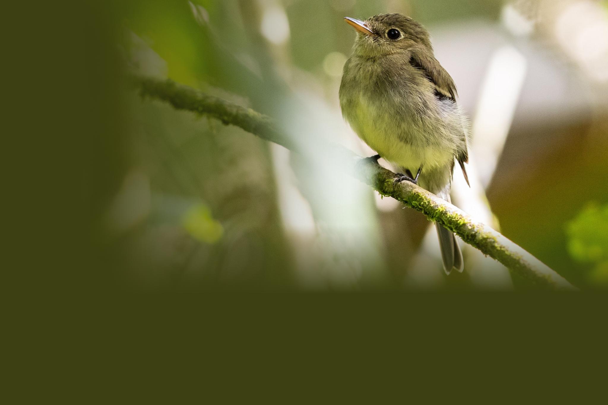 Yellow-bellied Flycatcher