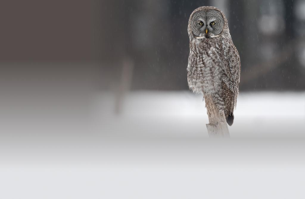 Great Gray Owl