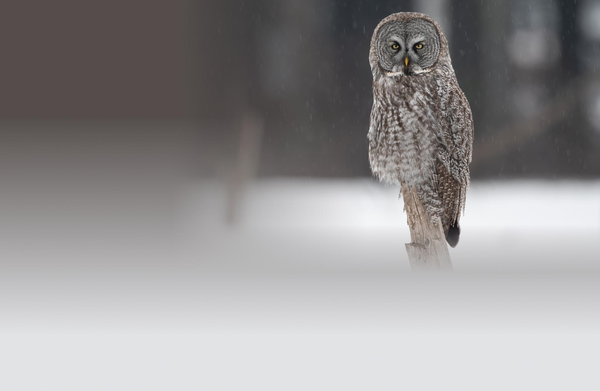 Great Gray Owl