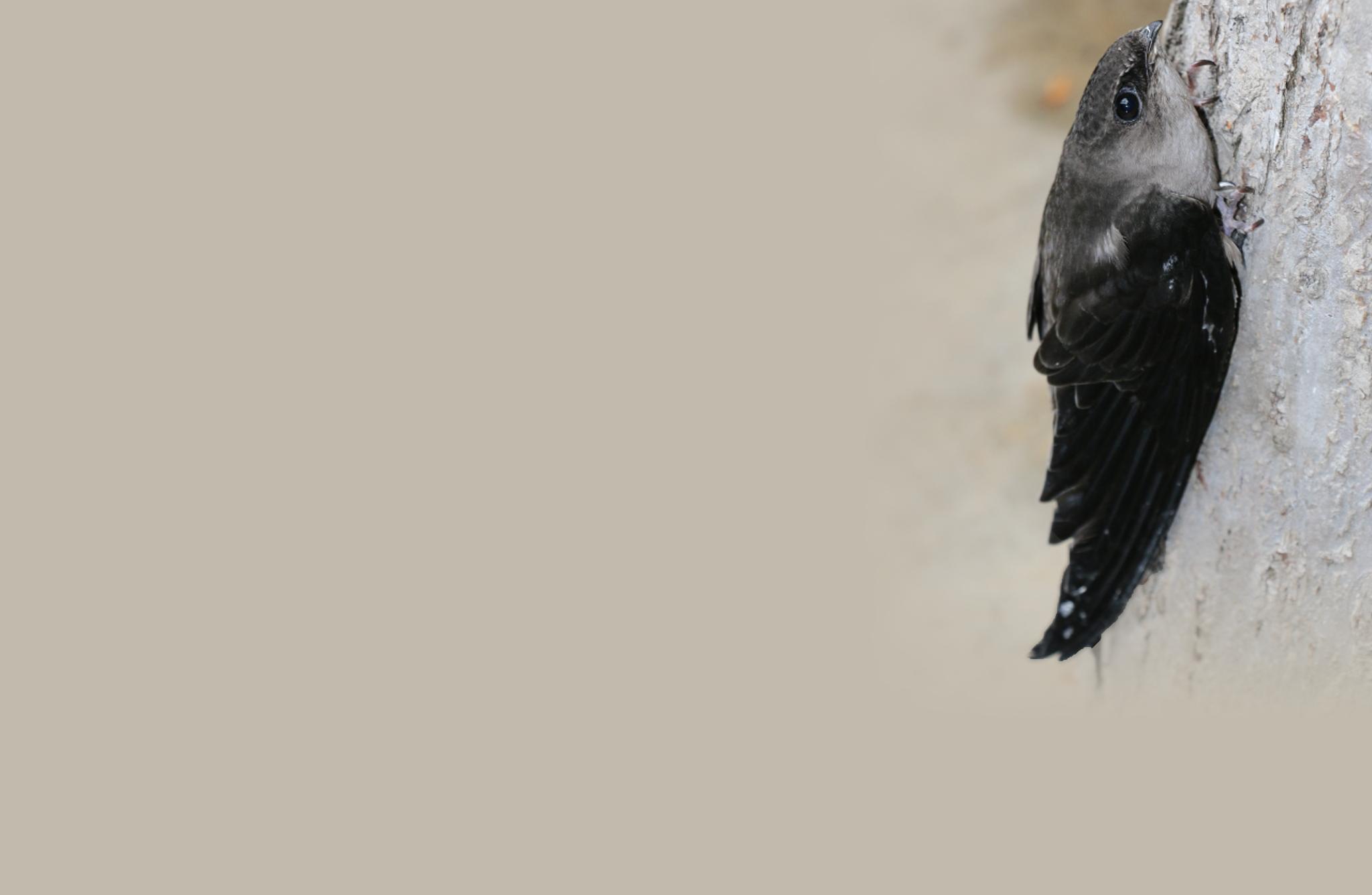 Chimney Swift