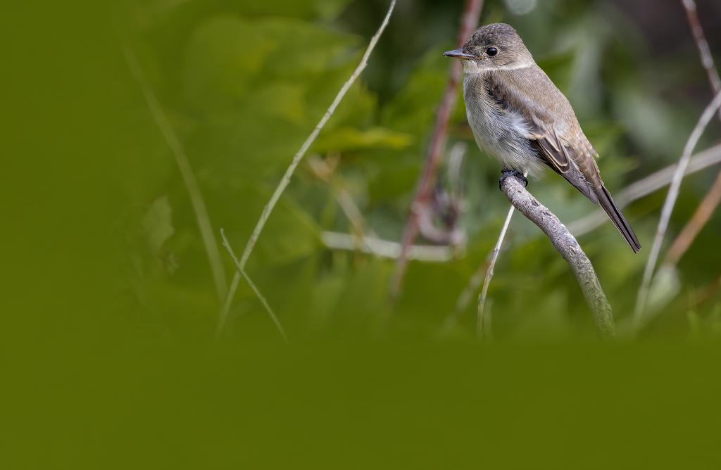 Eastern Wood-Pewee