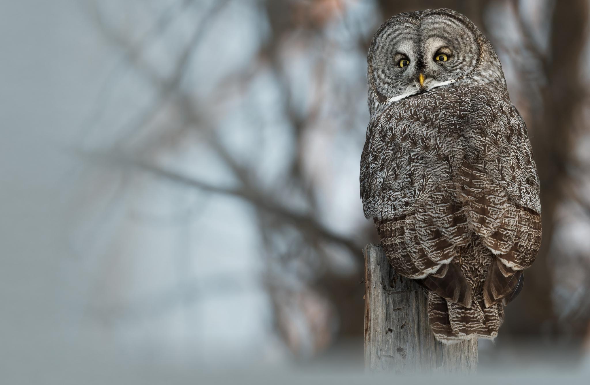 Great Gray Owl