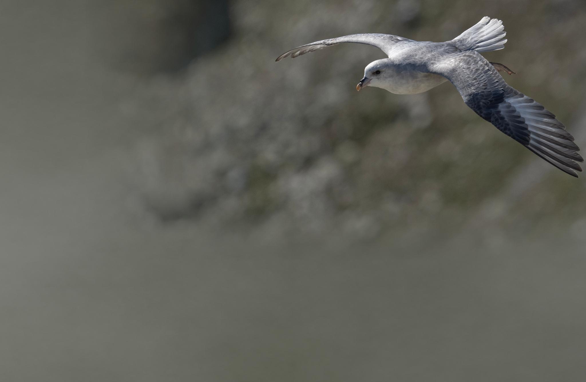 Northern Fulmar