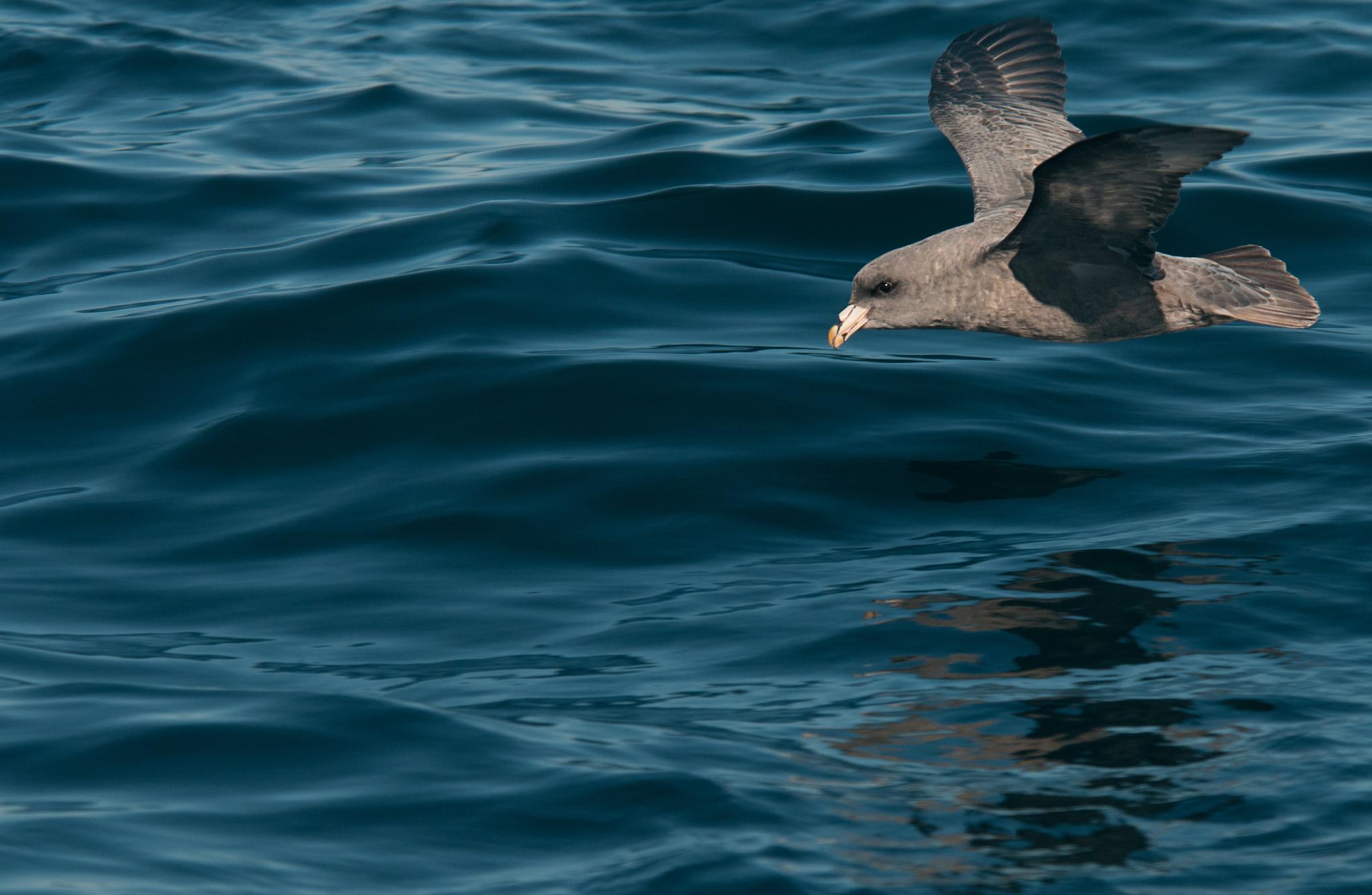 Northern Fulmar