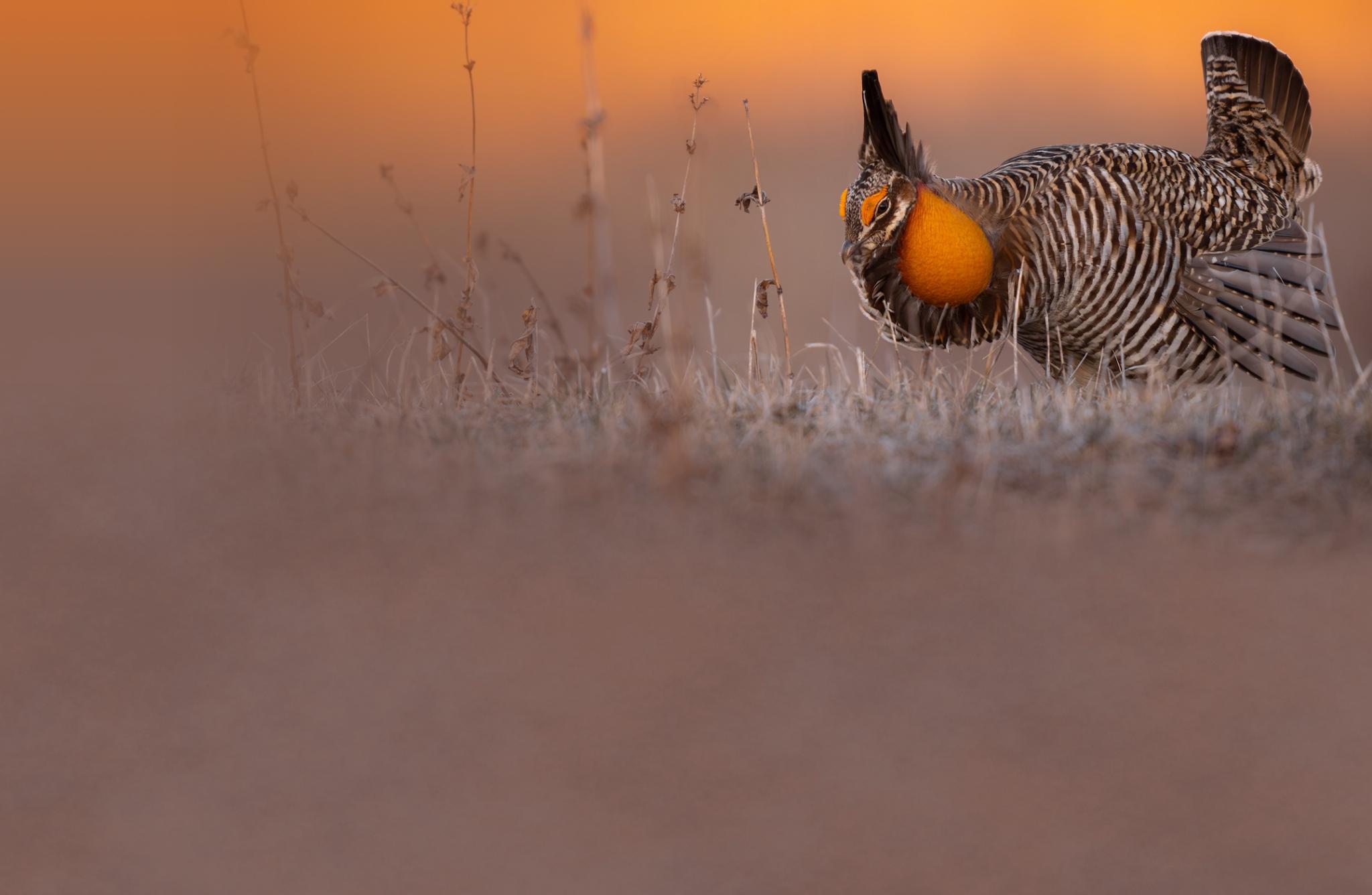 Greater Prairie-Chicken