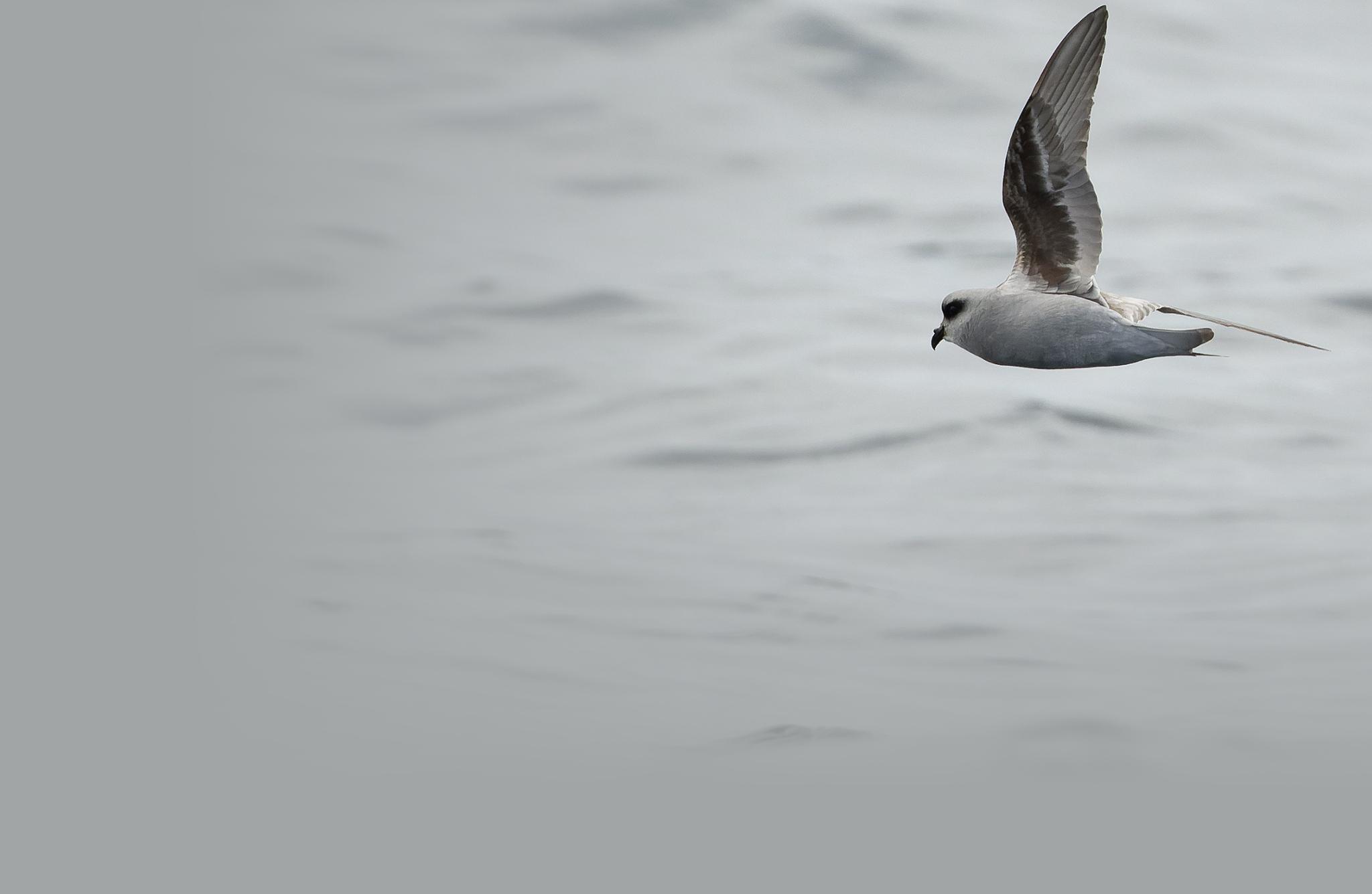 Fork-tailed Storm-Petrel