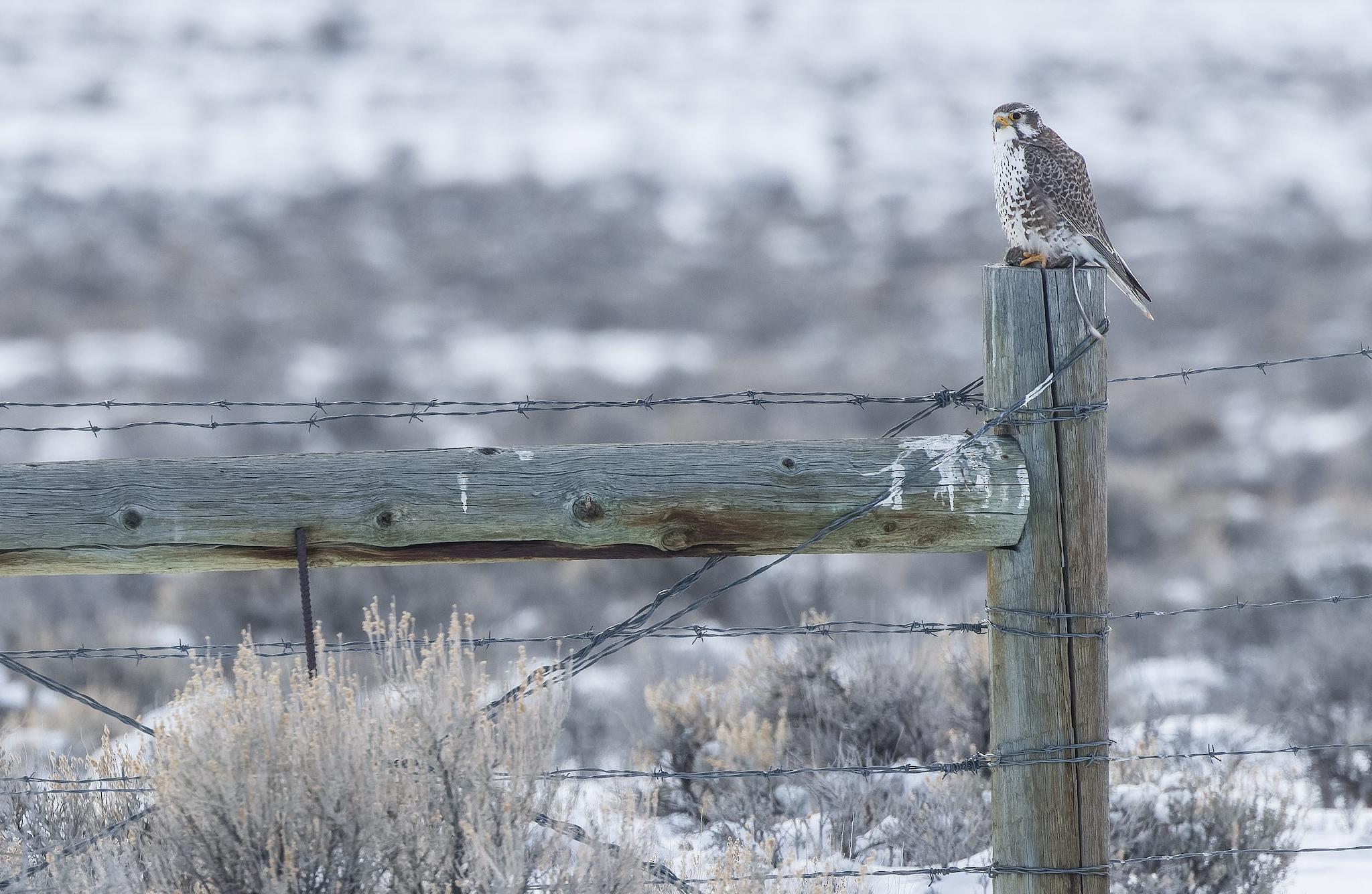Prairie Falcon