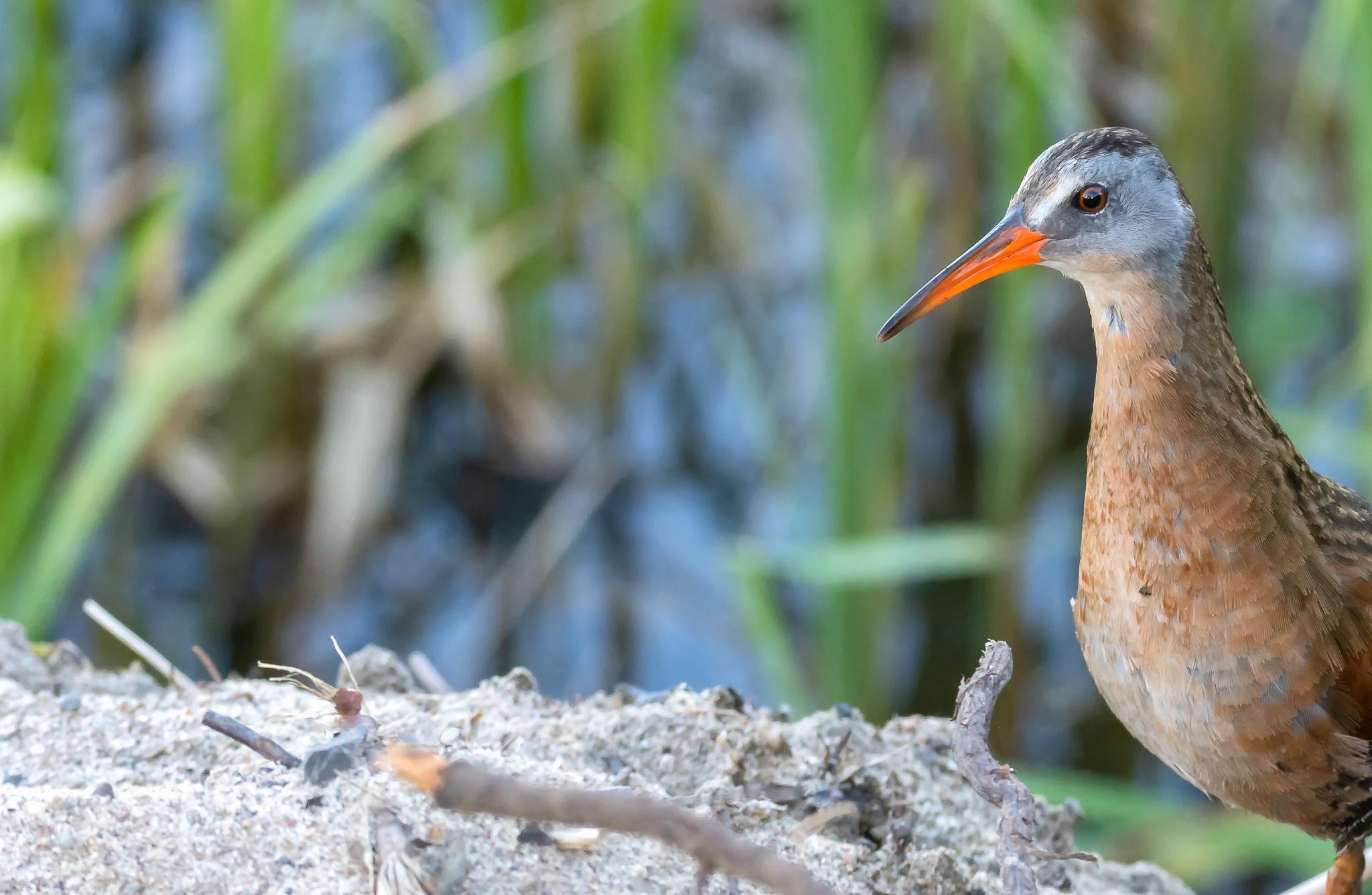 Virginia Rail