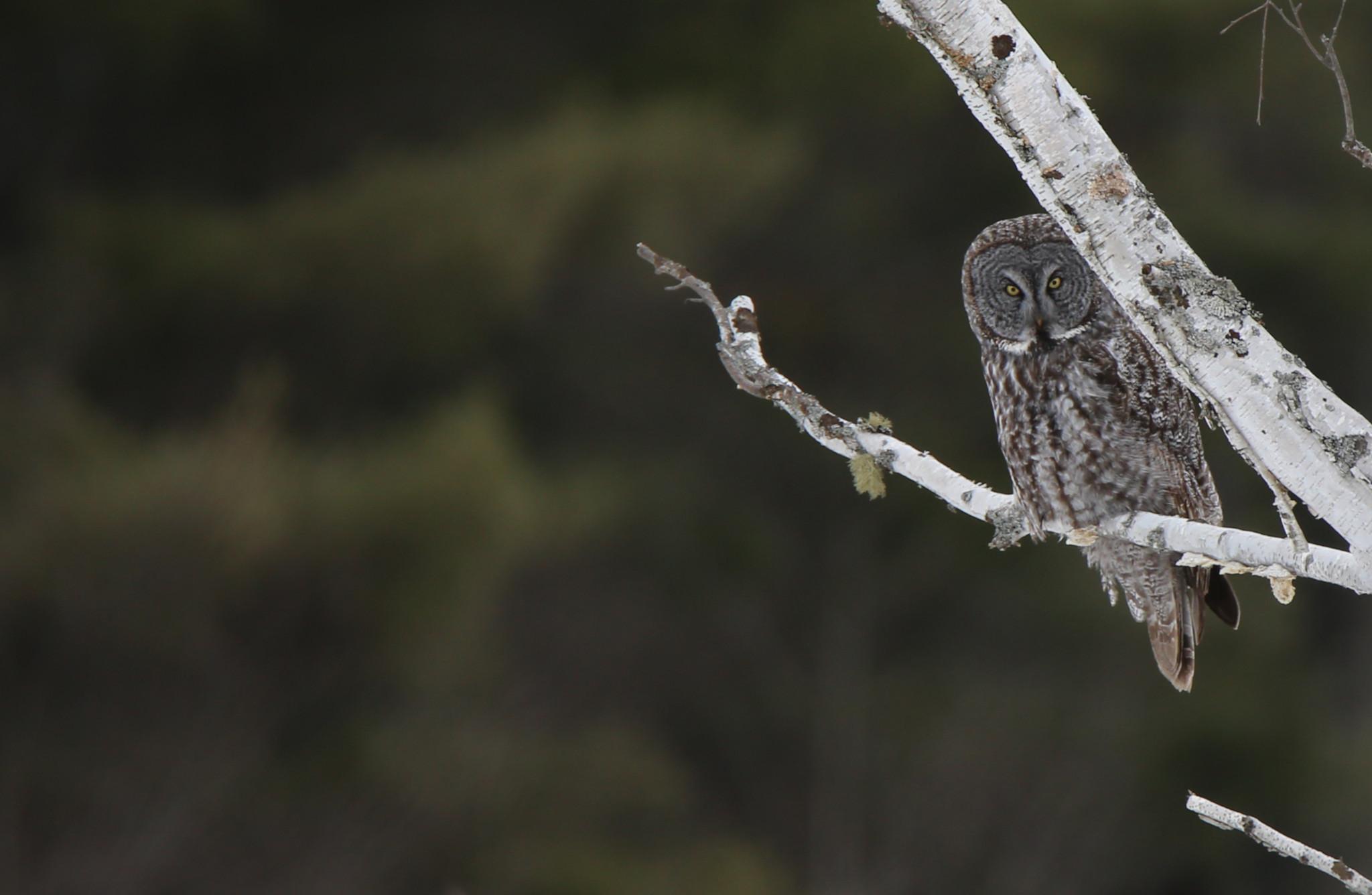 Great Gray Owl