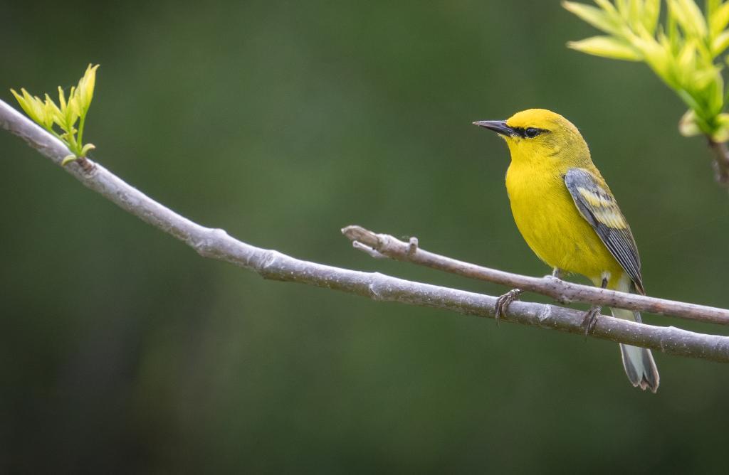 Blue-winged Warbler