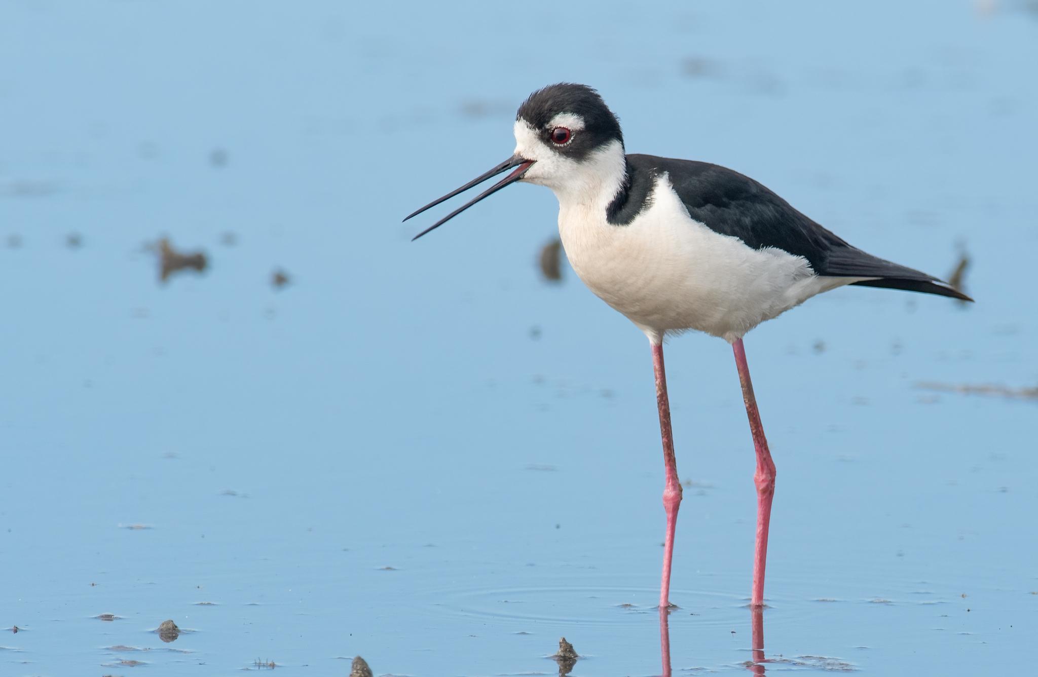 Black-necked Stilt