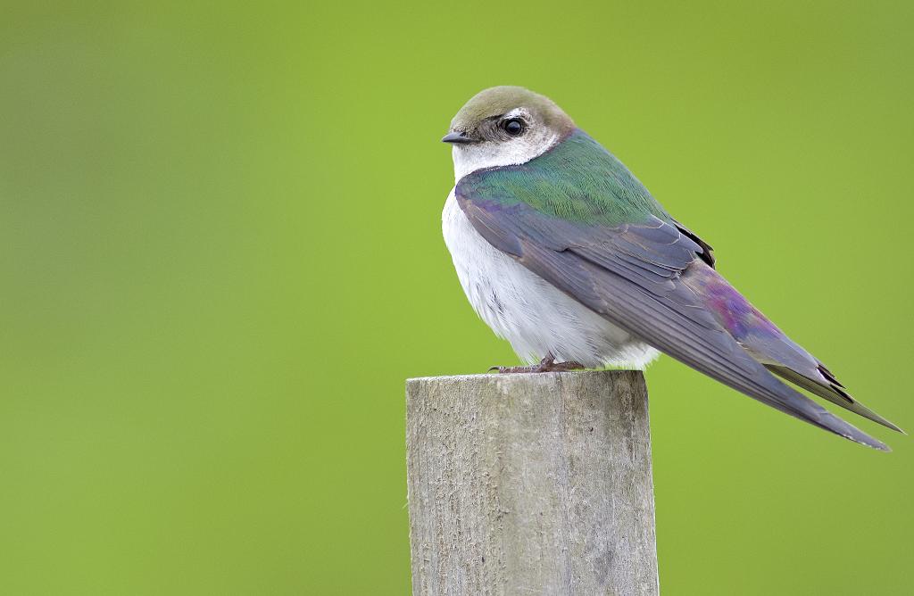 Violet-green Swallow