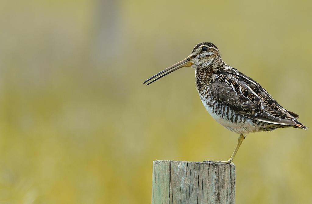 Wilson's Snipe
