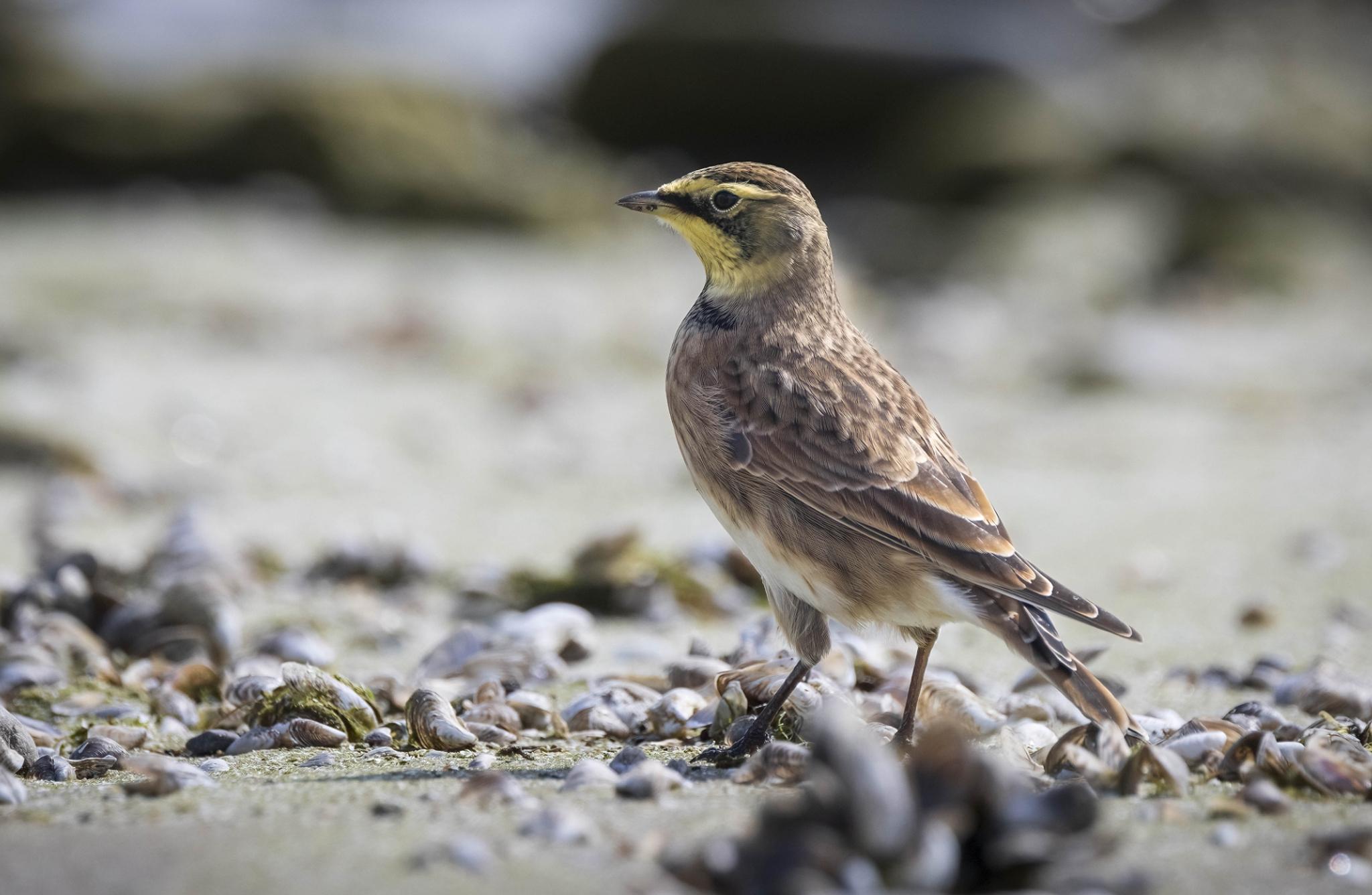 Horned Lark