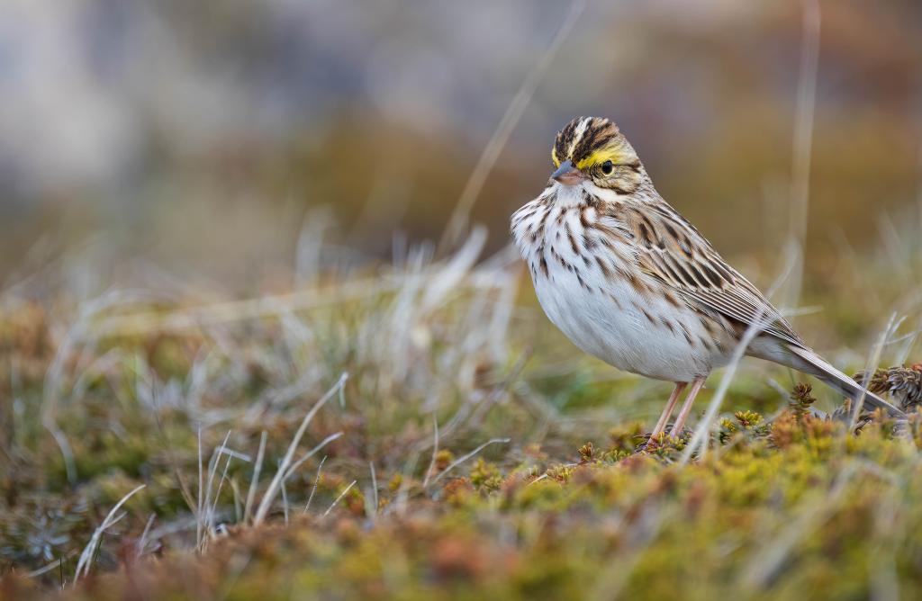 Savannah Sparrow