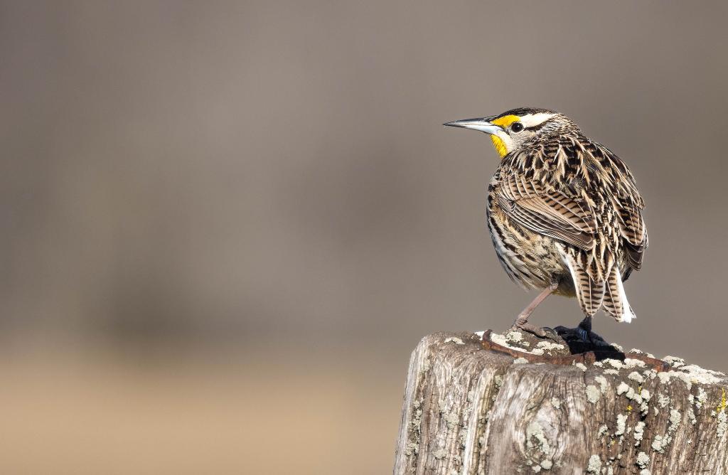 Eastern Meadowlark