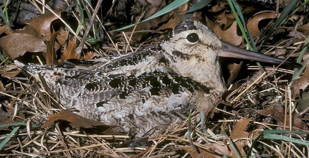 American Woodcock