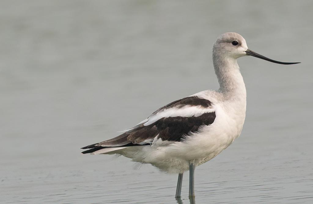 American Avocet